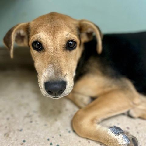 Enlarge Addy, a Adoptable Mixed Breed in Poplar Bluff, MO image 2/2