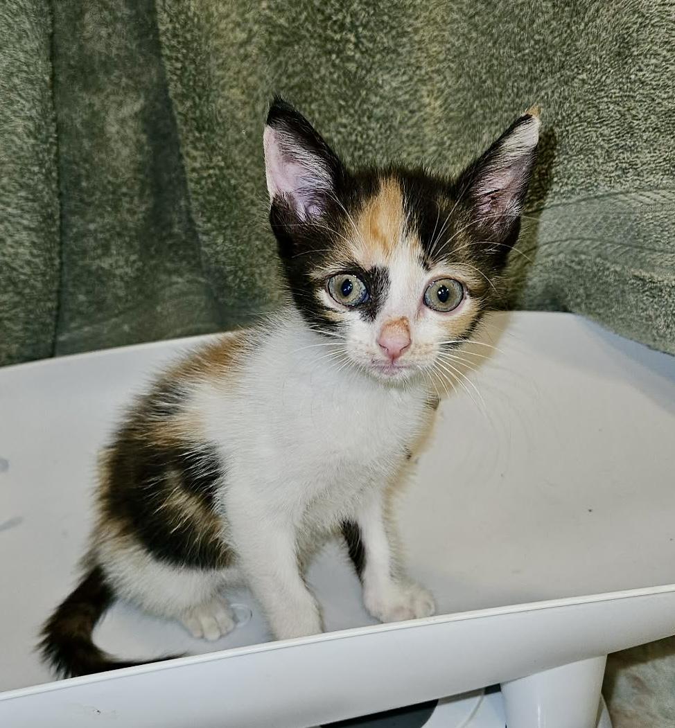 Savanna, an adopted mixed breed in Myrtle Beach, SC image 1/3