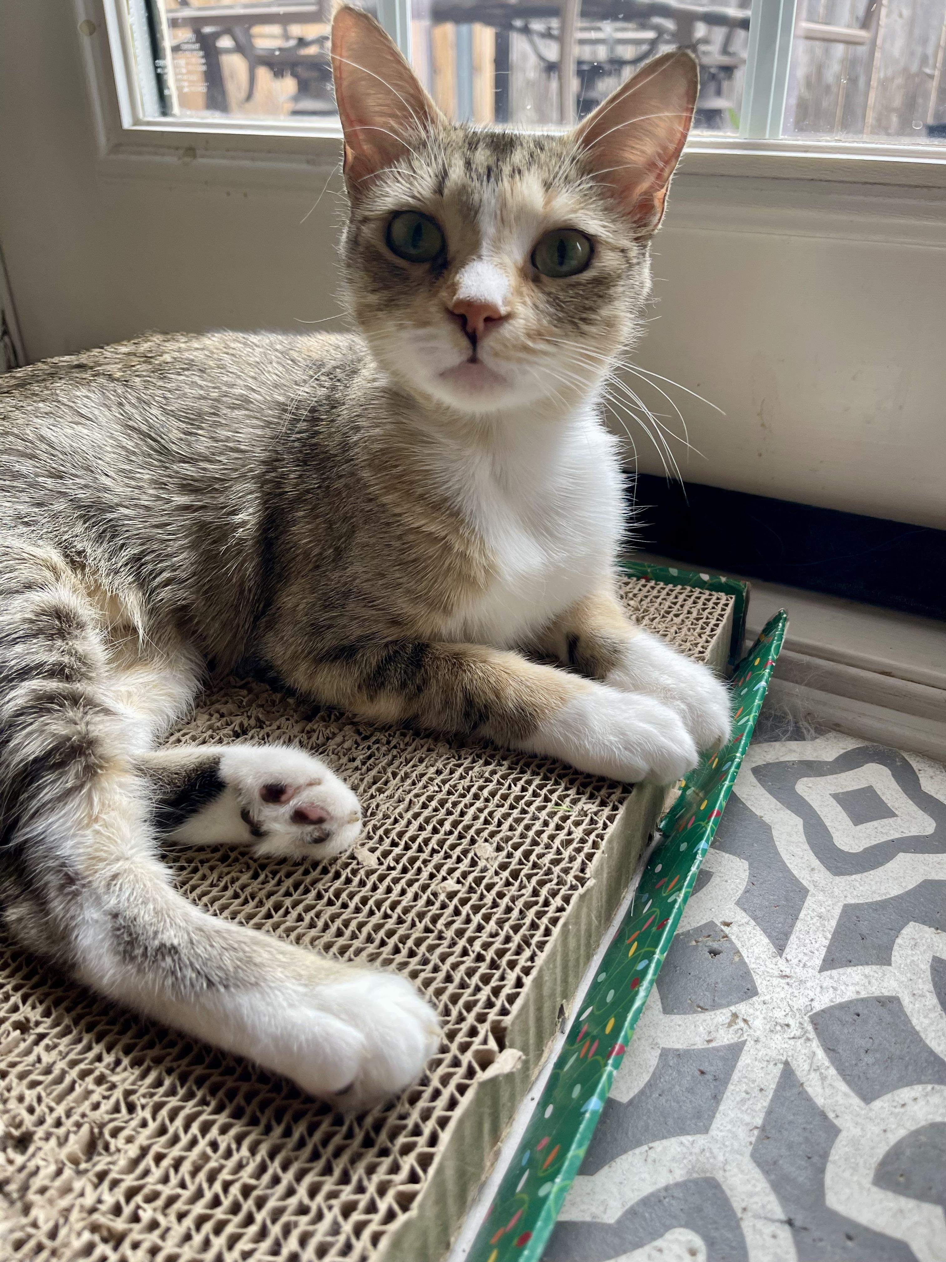 Poppy, Adoptable, Young Female Domestic Short Hair.