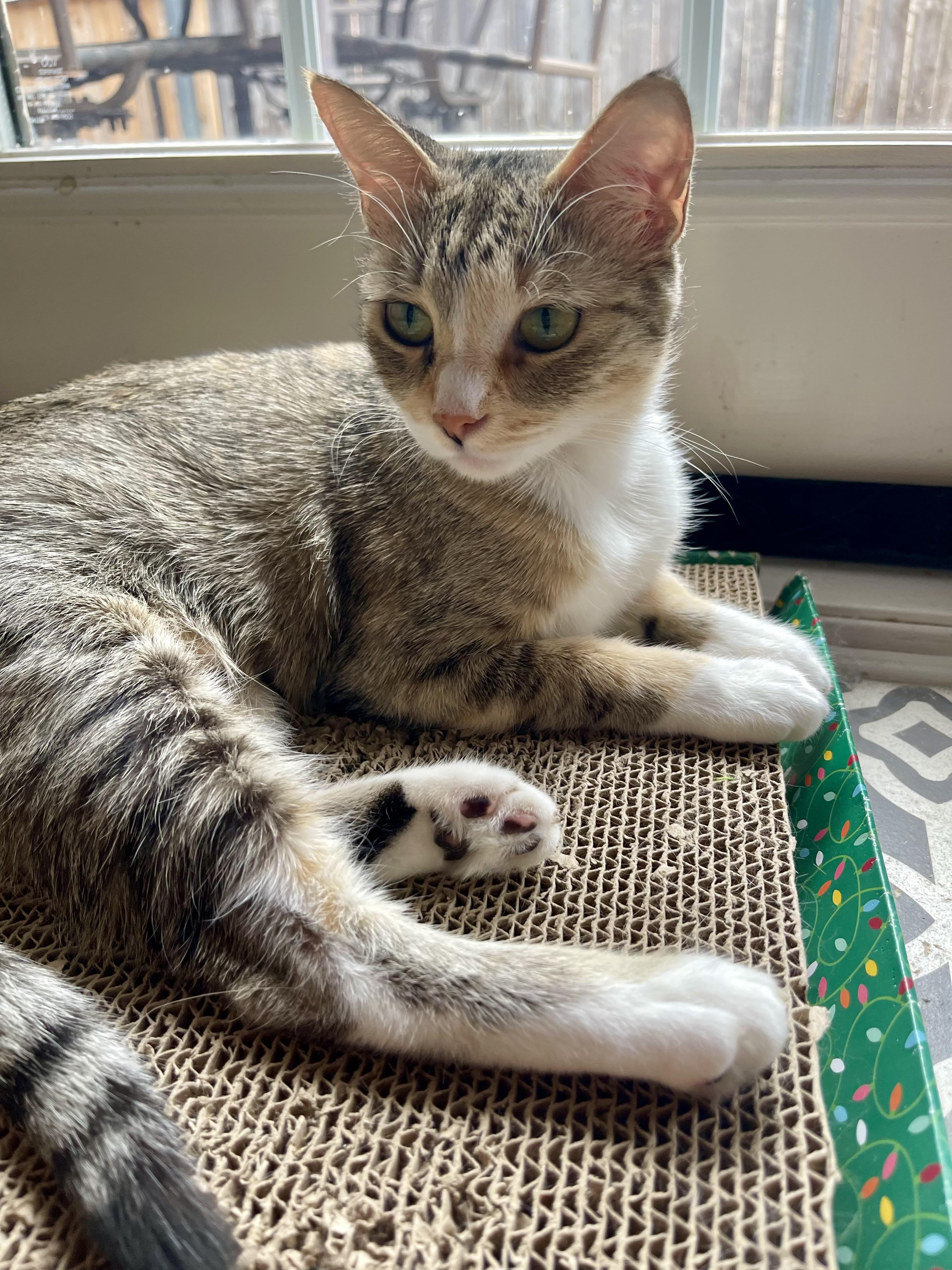 Enlarge Poppy, a Adoptable Domestic Short Hair in Crowley, TX image 2/2