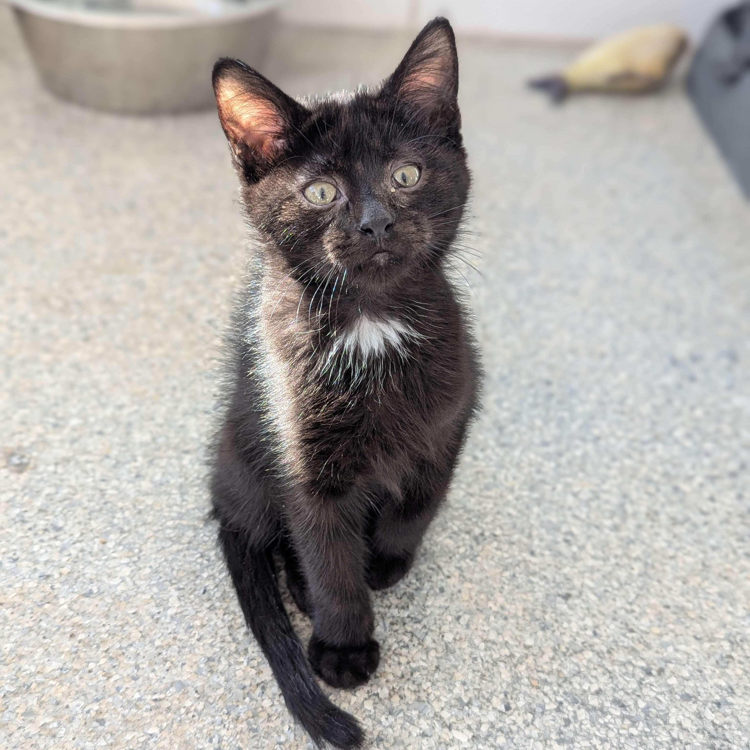 Colonel Mustard - The Executive