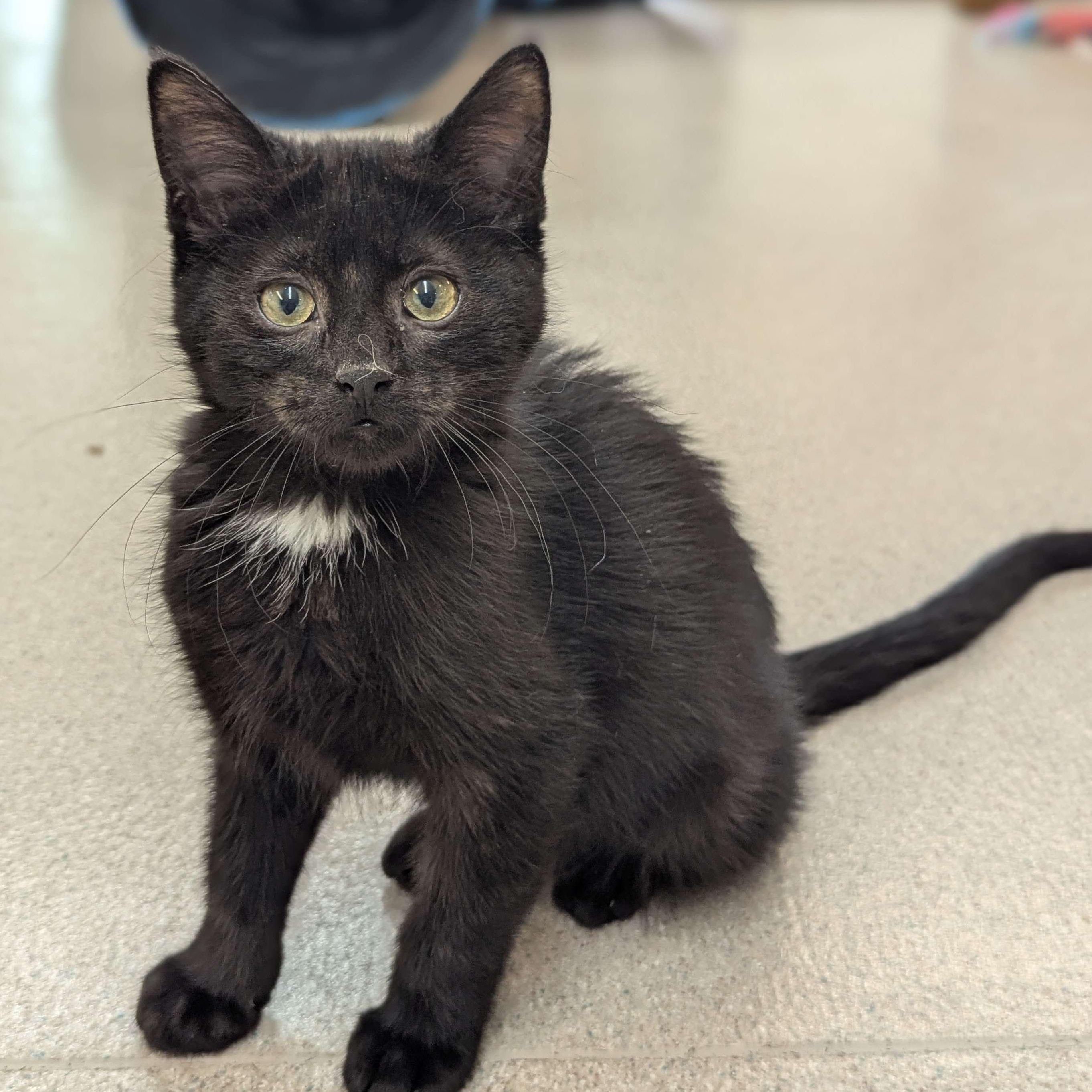 Colonel Mustard - The Executive