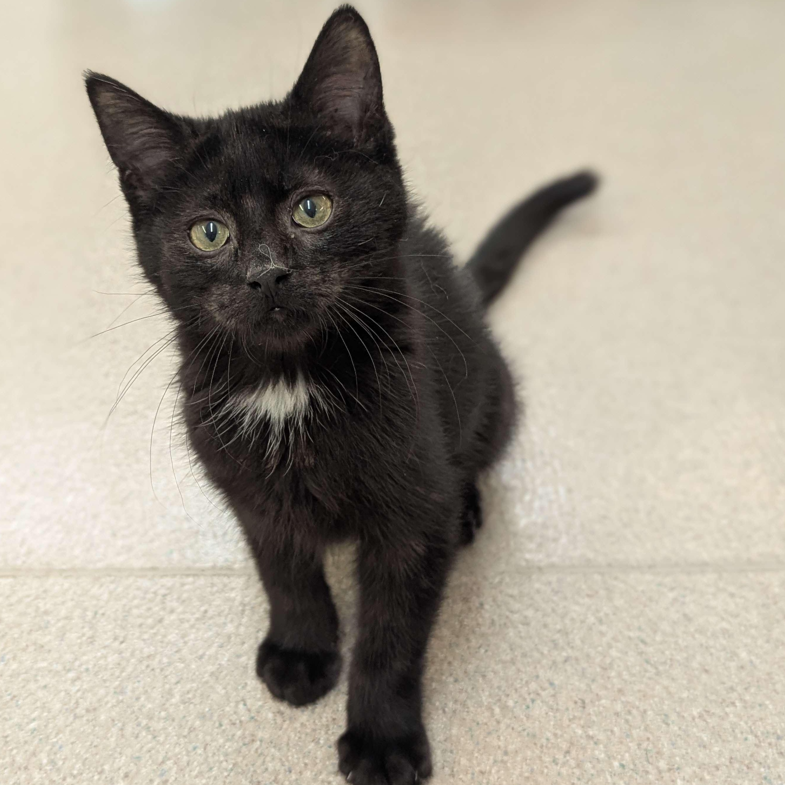 Colonel Mustard - The Executive