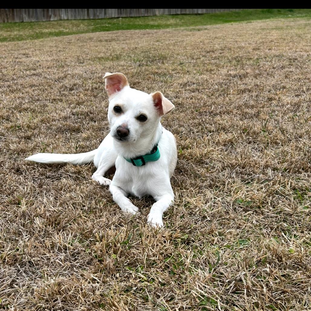 Enlarge Izzy, a Adoptable Chihuahua in Baton Rouge, LA image 1/3