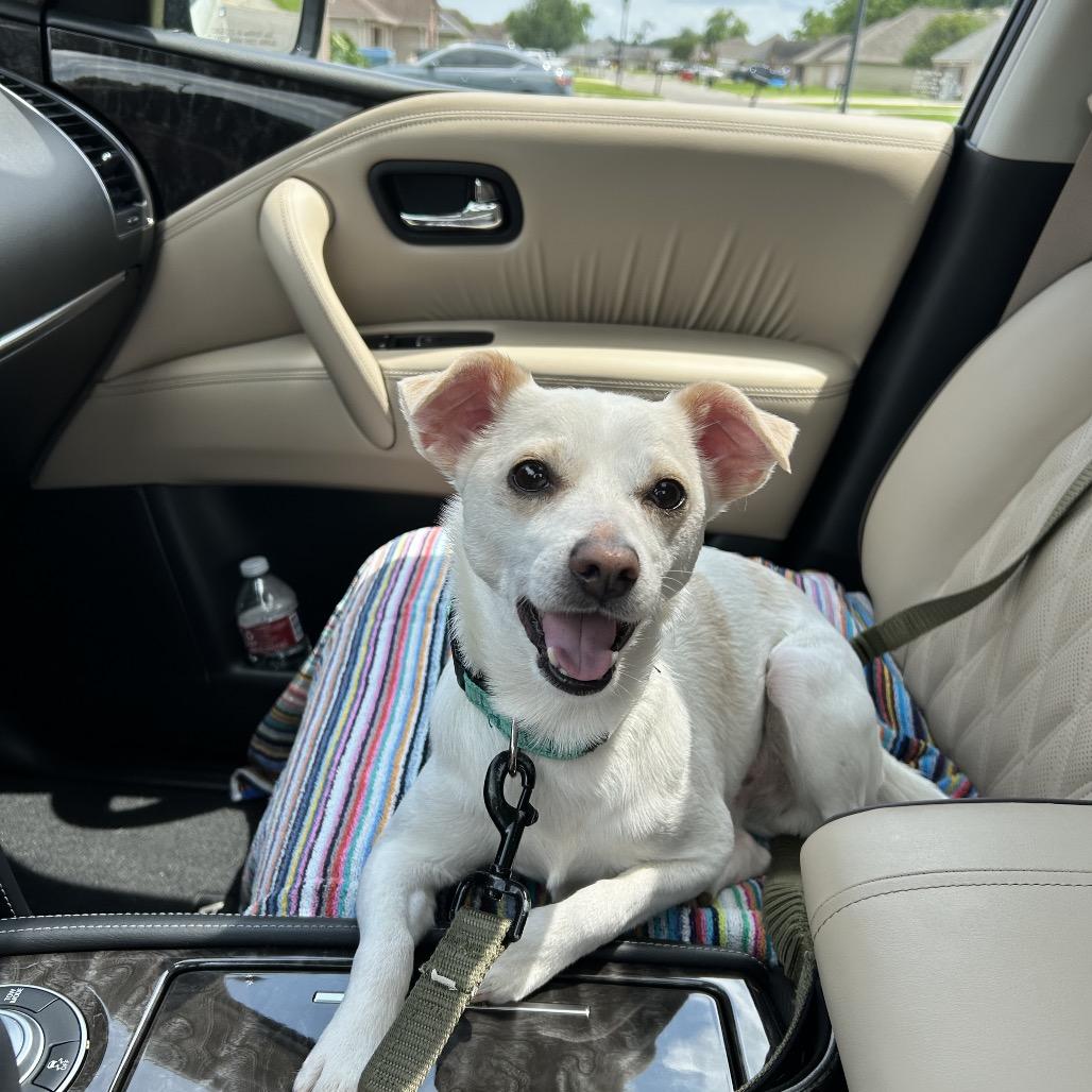 Izzy, a Adoptable Chihuahua in Baton Rouge, LA image 3/6
