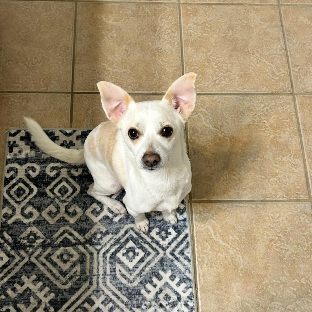 Enlarge Izzy, a Adoptable Chihuahua in Baton Rouge, LA image 2/3