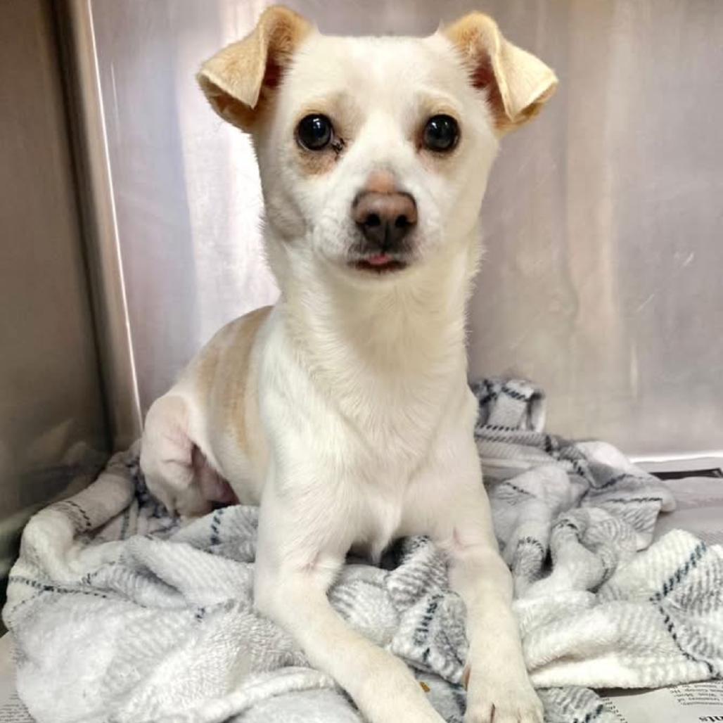 Izzy, Adoptable, Adult Male Chihuahua.