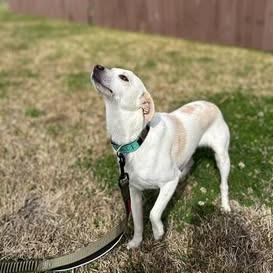 Enlarge Izzy, a Adoptable Chihuahua in Baton Rouge, LA image 4/4