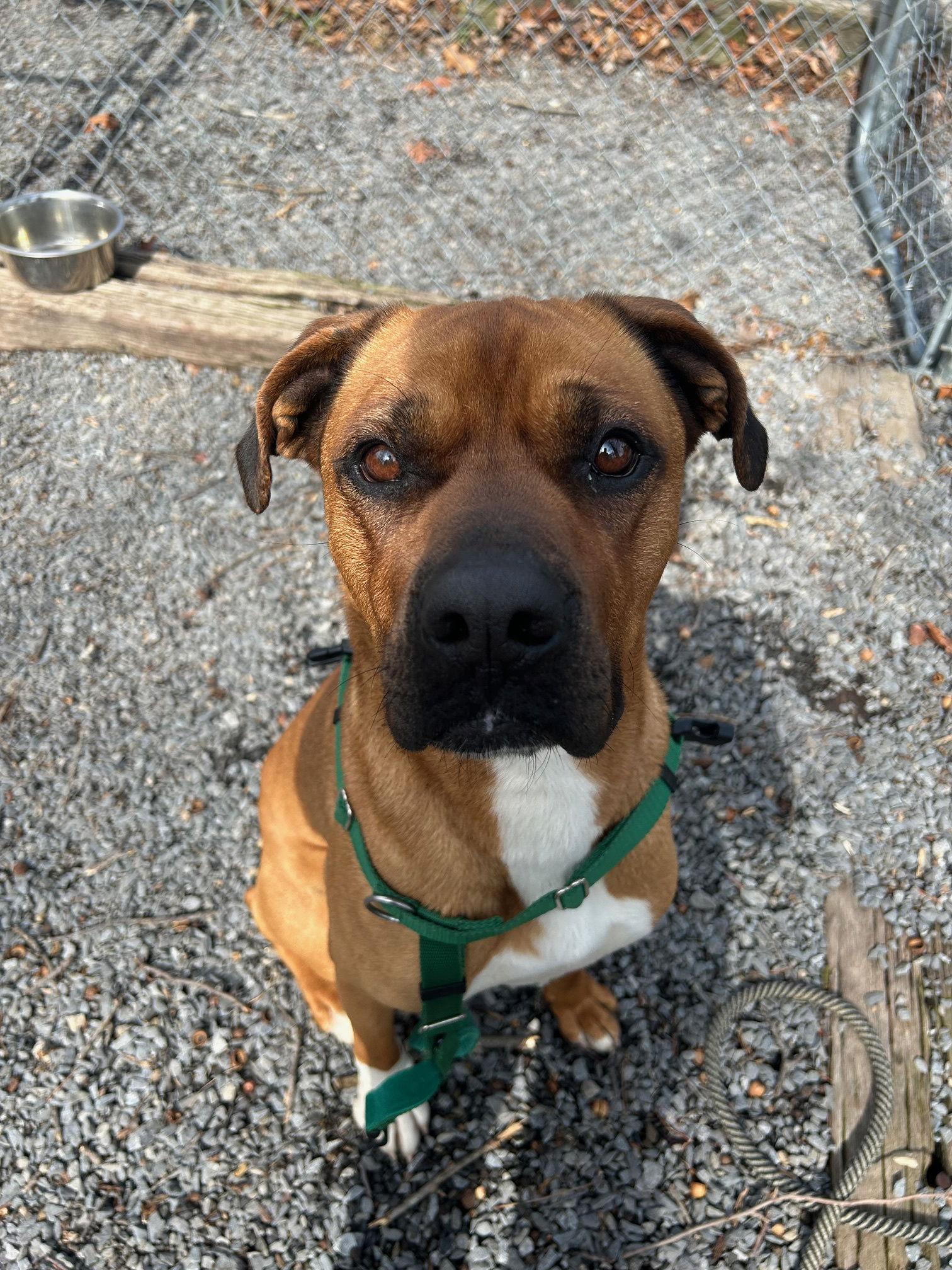 Enlarge Pongo, a Adoptable mixed breed in Berkeley Springs, WV image 1/2