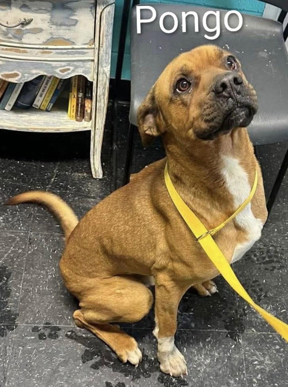 Enlarge Pongo, a Adoptable mixed breed in Berkeley Springs, WV image 2/2