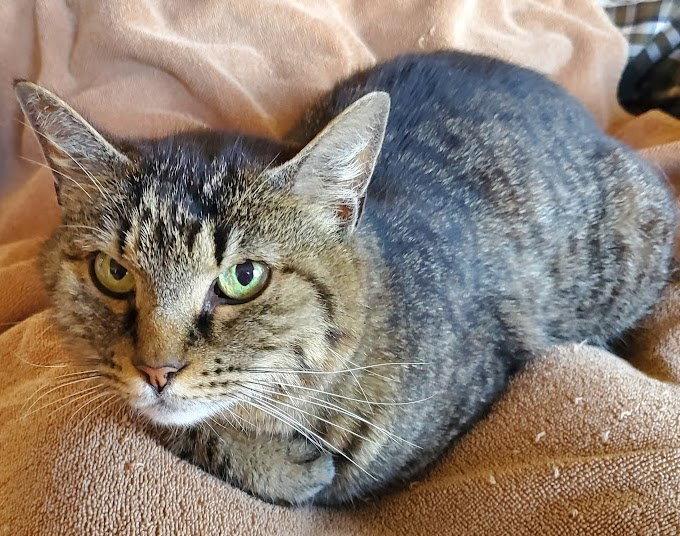 Lily - Lovely Lap Lover, Adoptable, Adult Female Tabby & Domestic Short Hair.