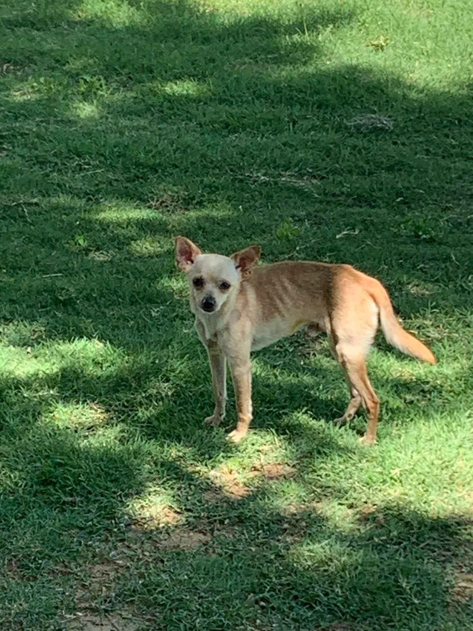 Enlarge Chips, a ADOPTABLE mixed breed in Mingus, TX image 2/2