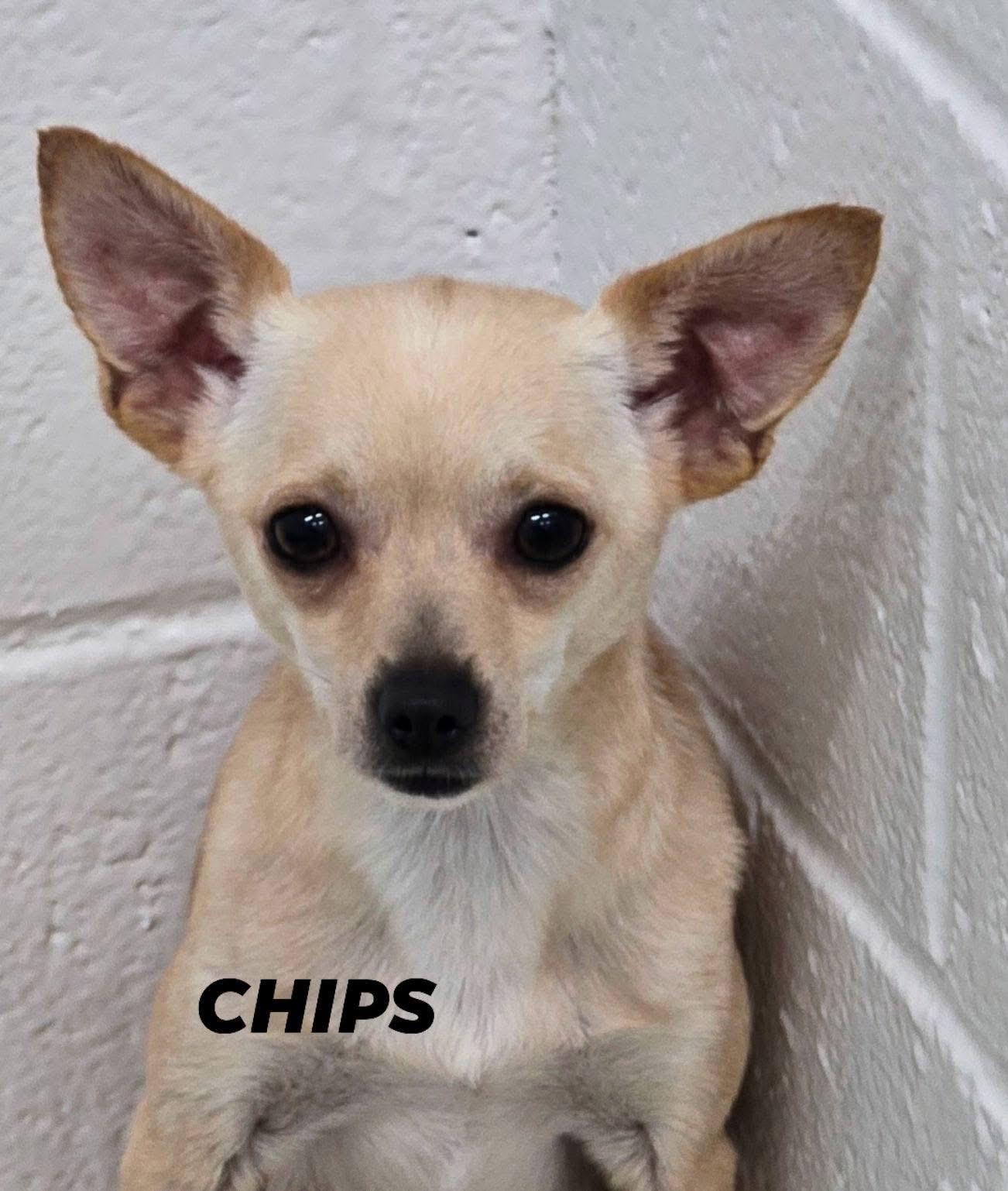 Enlarge Chips, a ADOPTABLE mixed breed in Mingus, TX image 1/2