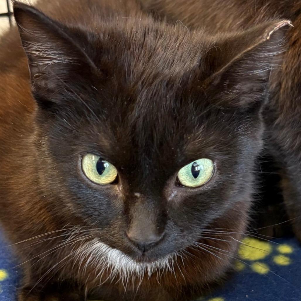 William, Adoptable, Adult Male Domestic Short Hair.