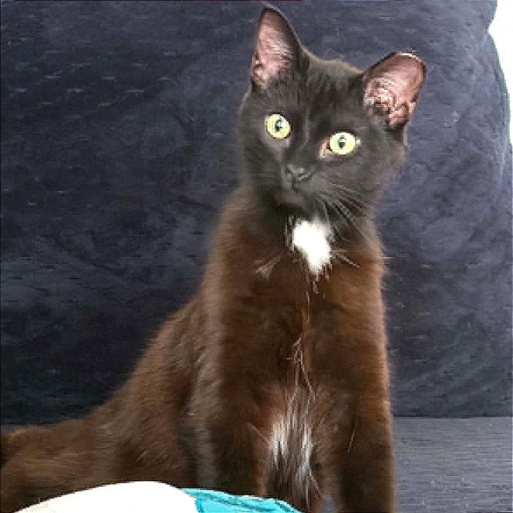 William, a Adoptable Domestic Short Hair in Warrensburg, MO image 2/3