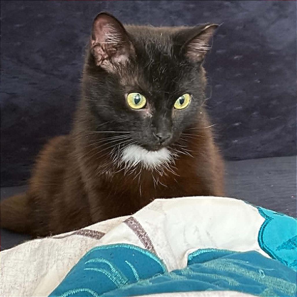 William, a Adoptable Domestic Short Hair in Warrensburg, MO image 3/3