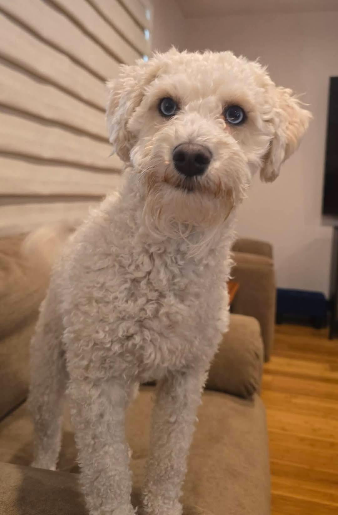 Enlarge Trunks , a ADOPTABLE mixed breed in Sawyer, ND image 4/6