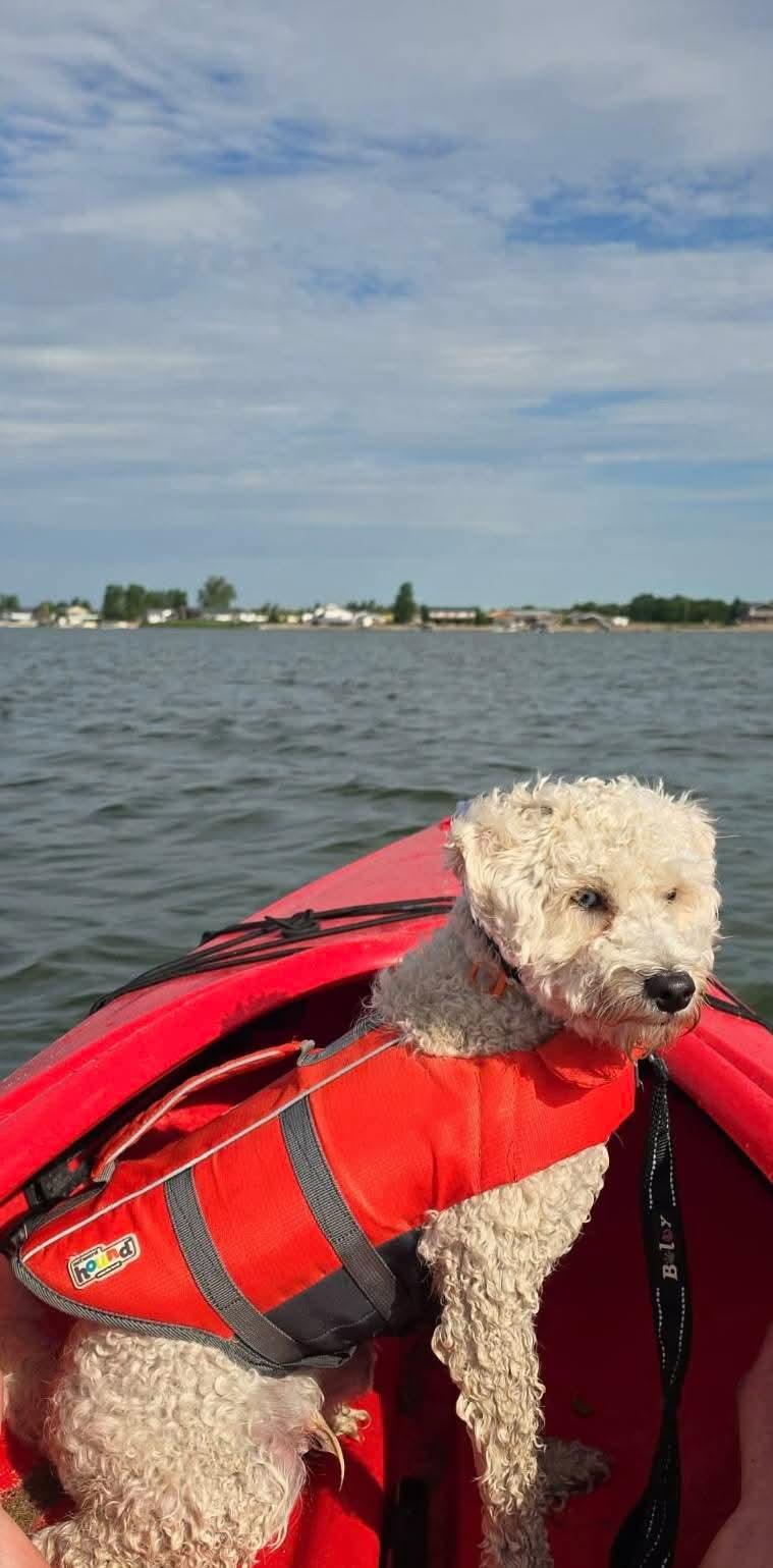 Enlarge Trunks , a ADOPTABLE mixed breed in Sawyer, ND image 5/6