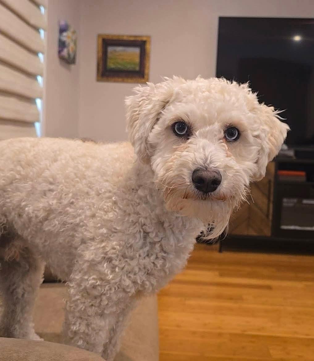 Trunks , ADOPTABLE, Young Male Miniature Poodle & Miniature Schnauzer.