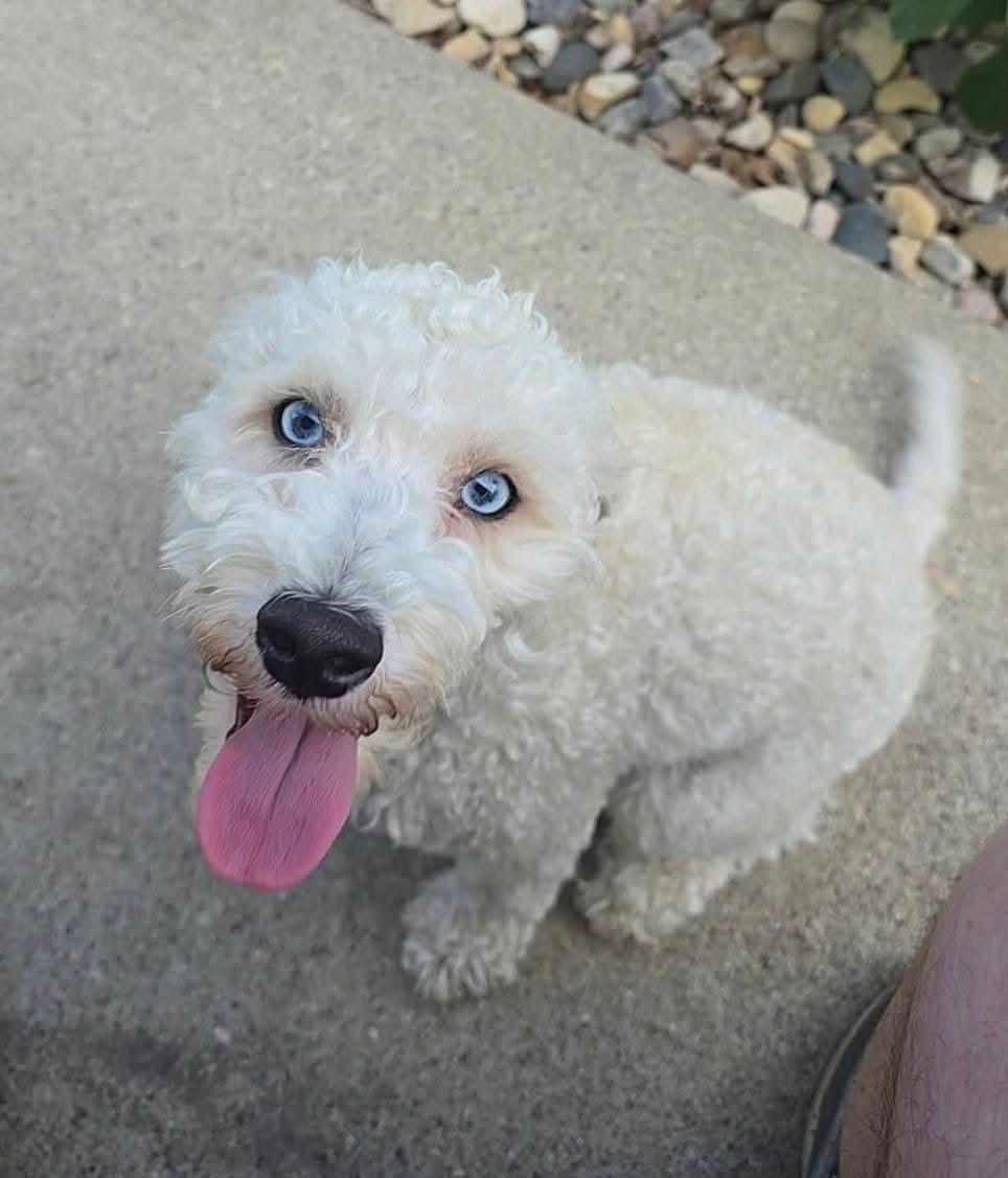 Enlarge Trunks , a ADOPTABLE mixed breed in Sawyer, ND image 3/6