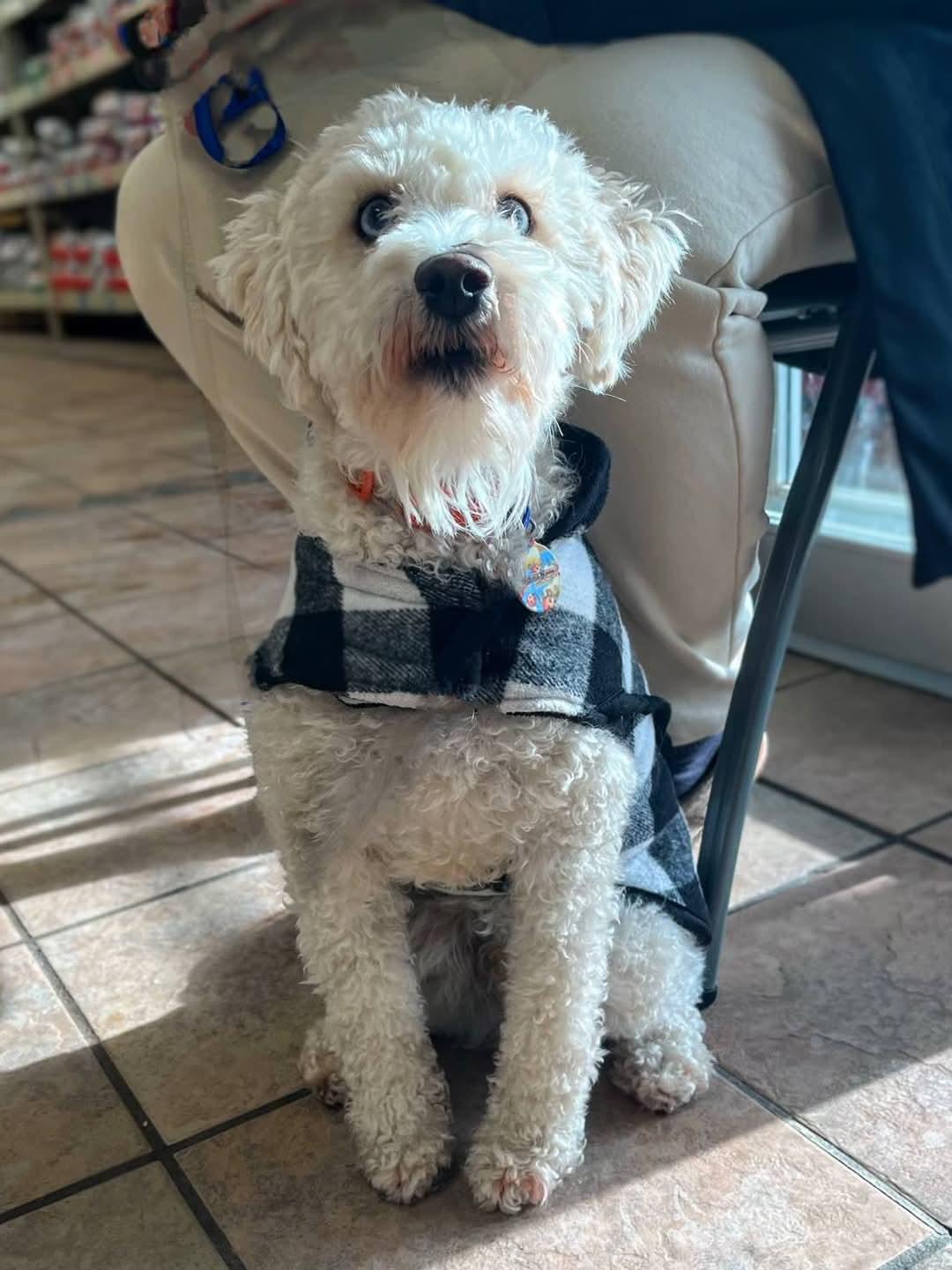 Enlarge Trunks , a ADOPTABLE mixed breed in Sawyer, ND image 2/6