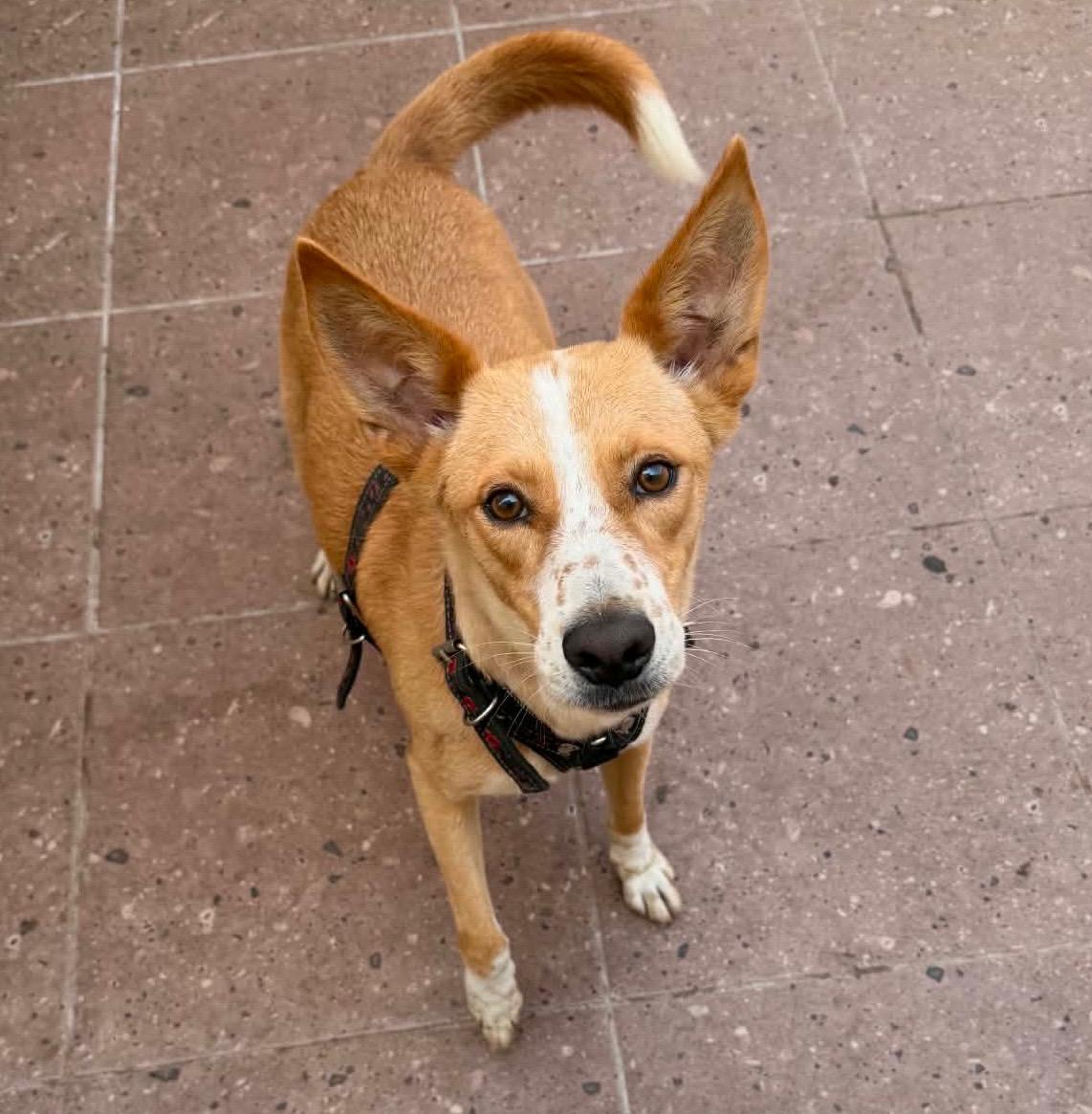 Enlarge Chico, a Adoptable mixed breed in Portland, ME image 1/3