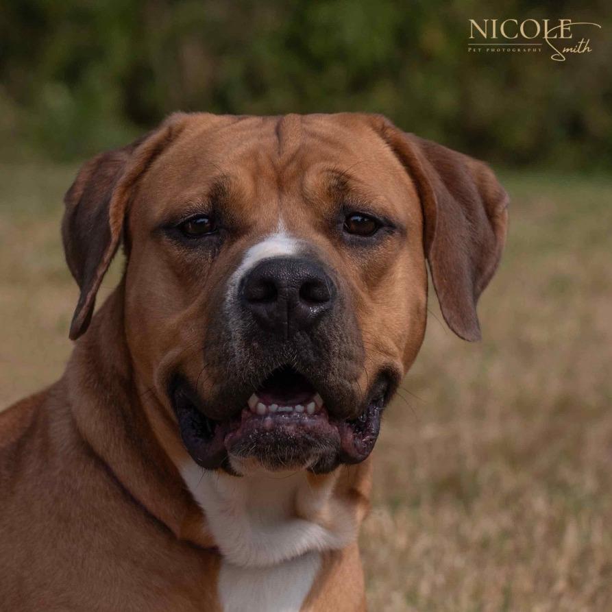 Petra, a Adoptable Mixed Breed in Henderson, KY image 1/5