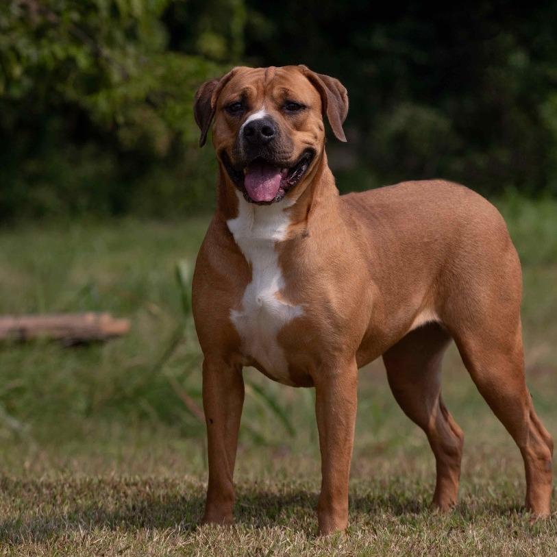 Petra, a Adoptable Mixed Breed in Henderson, KY image 2/5