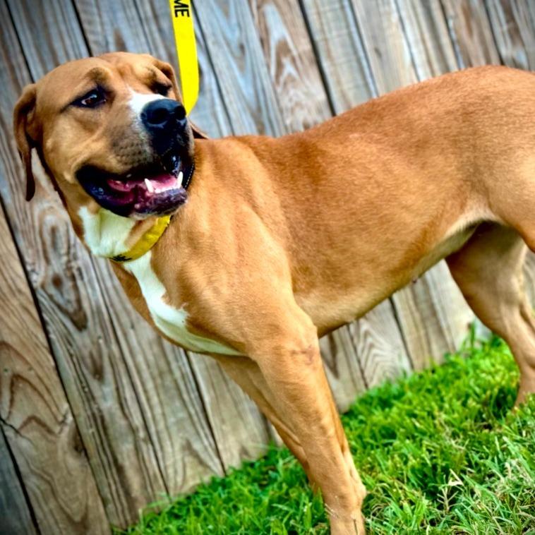 Petra, a Adoptable Mixed Breed in Henderson, KY image 3/5
