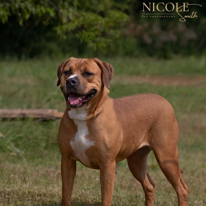 Petra, a Adoptable Mixed Breed in Henderson, KY image 4/5