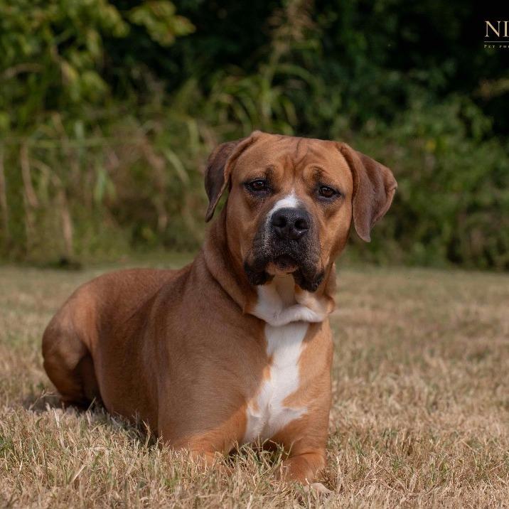 Petra, a Adoptable Mixed Breed in Henderson, KY image 5/5