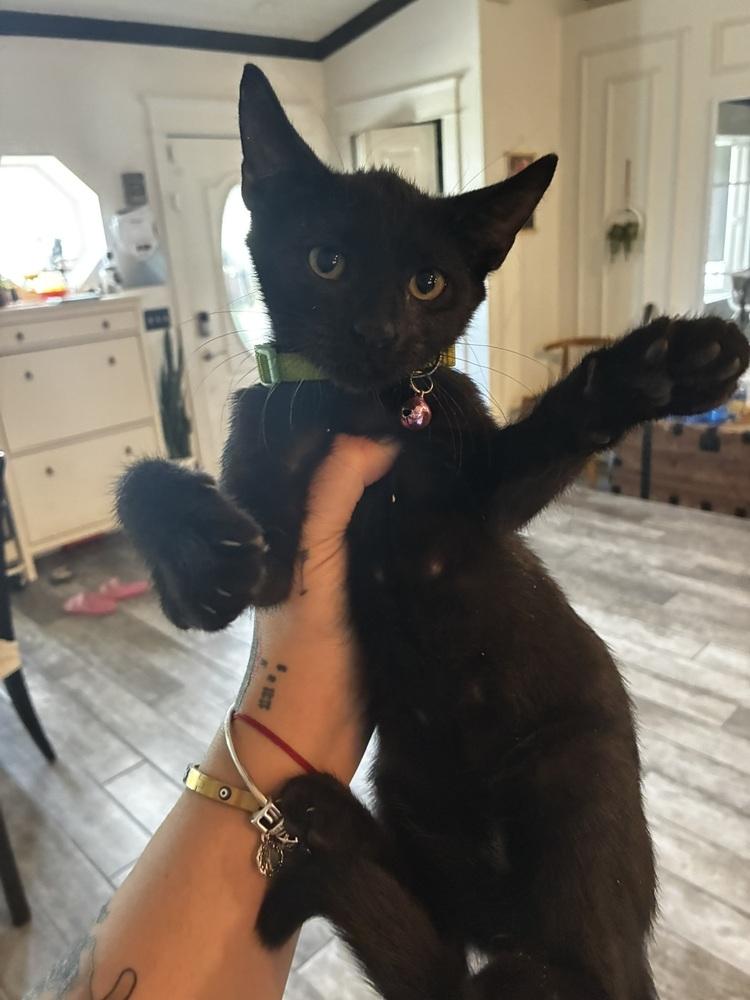 Enlarge Faith, a Adoptable Domestic Short Hair in DELTONA, FL image 1/4