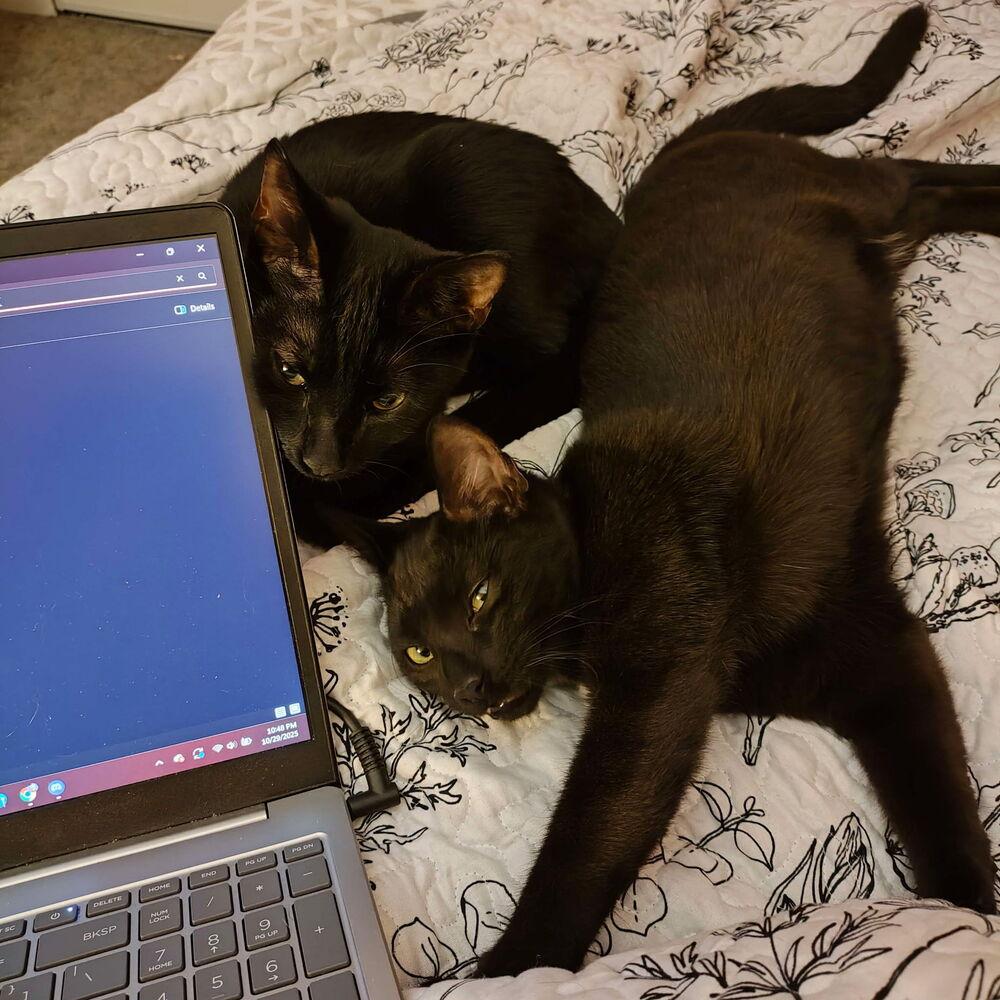 Enlarge Faith, a Adoptable Domestic Short Hair in DELTONA, FL image 2/4