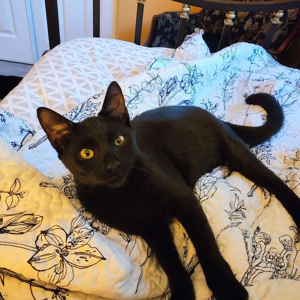 Enlarge Faith, a Adoptable Domestic Short Hair in DELTONA, FL image 3/4