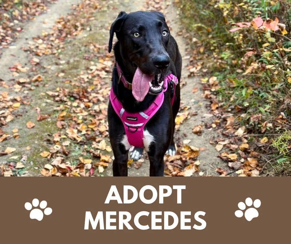 Mercedes — thumbnail 2