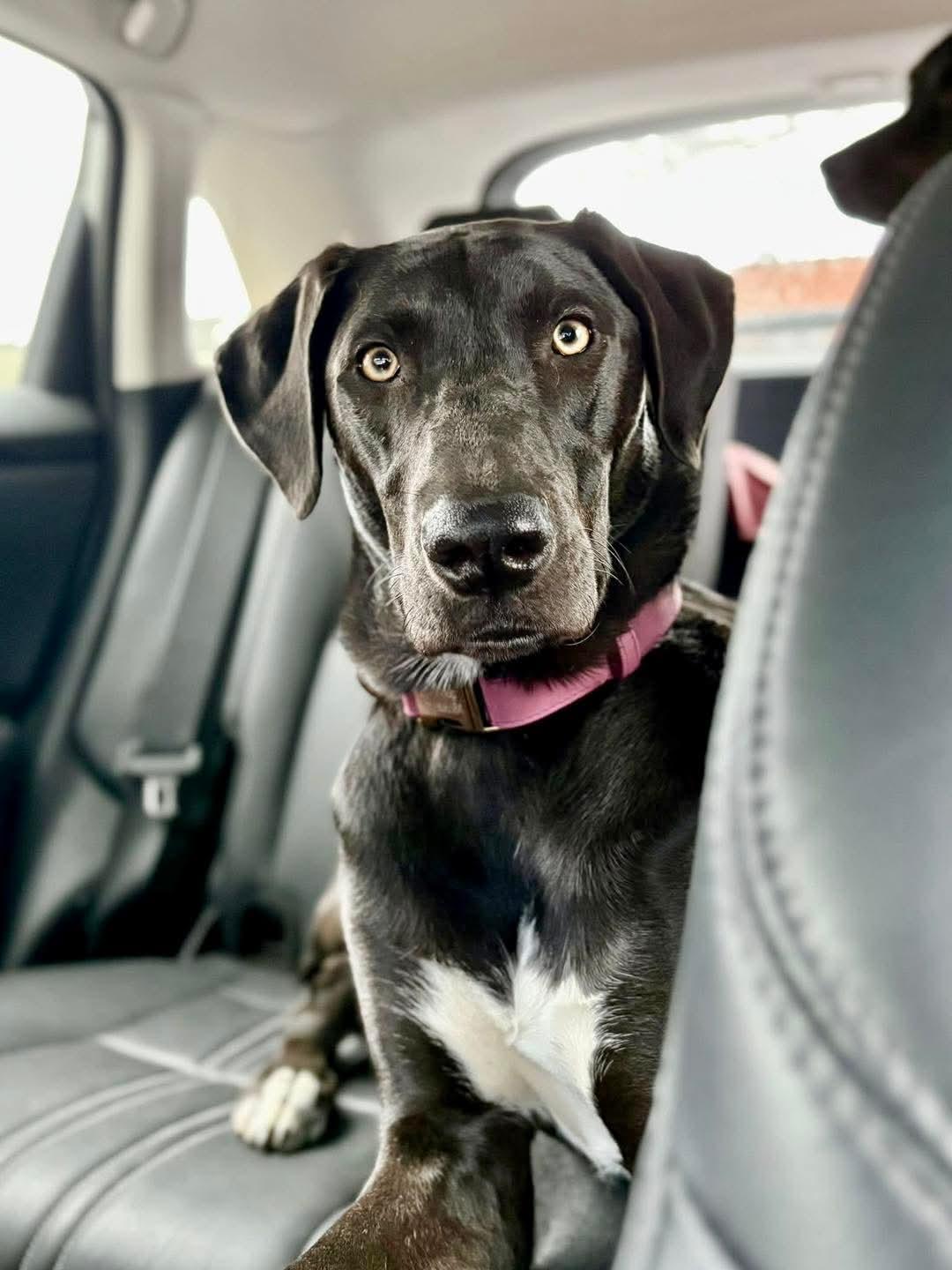 Mercedes — thumbnail 3