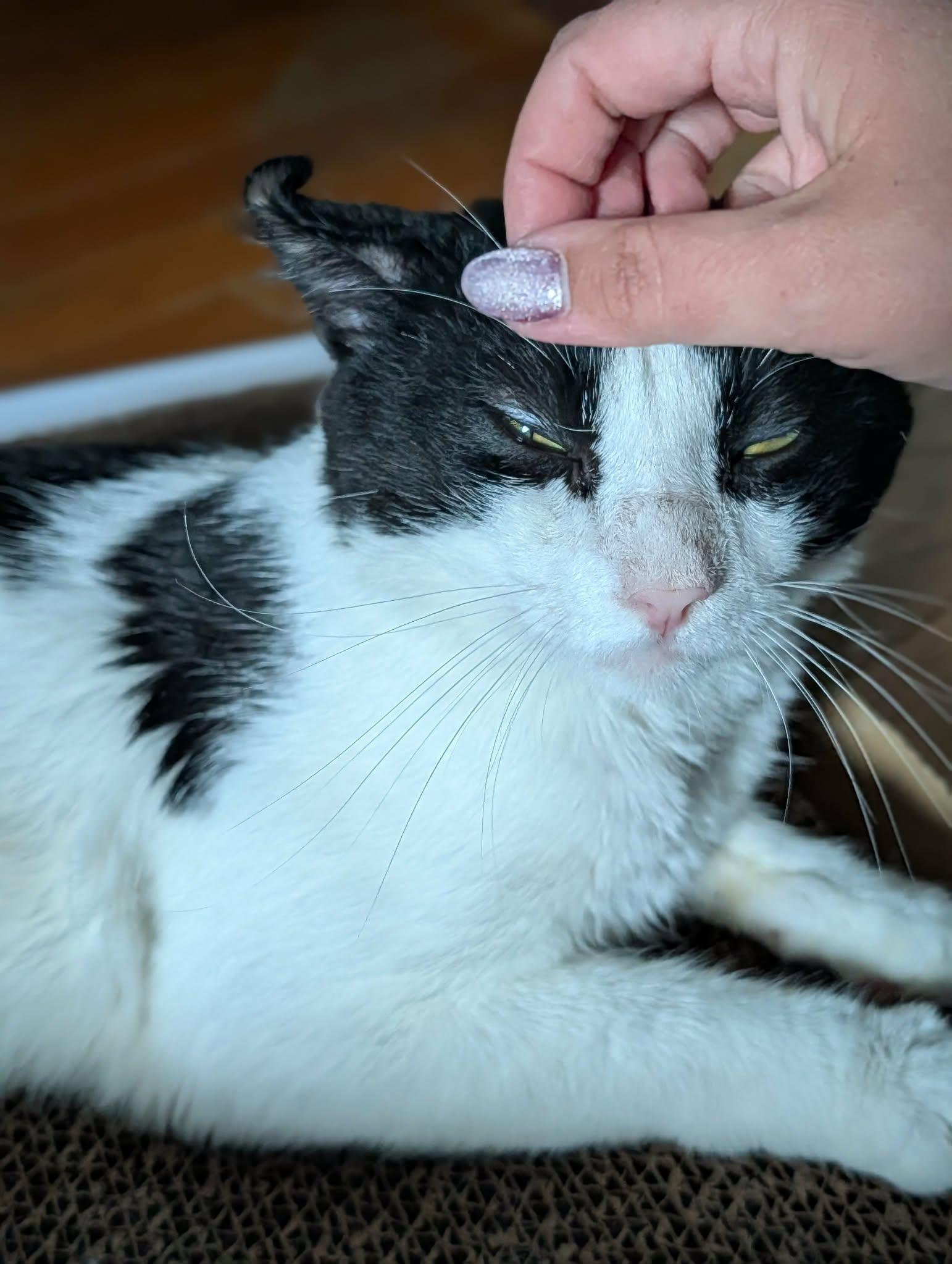 Kirby, ADOPTABLE, Young Male Domestic Short Hair.