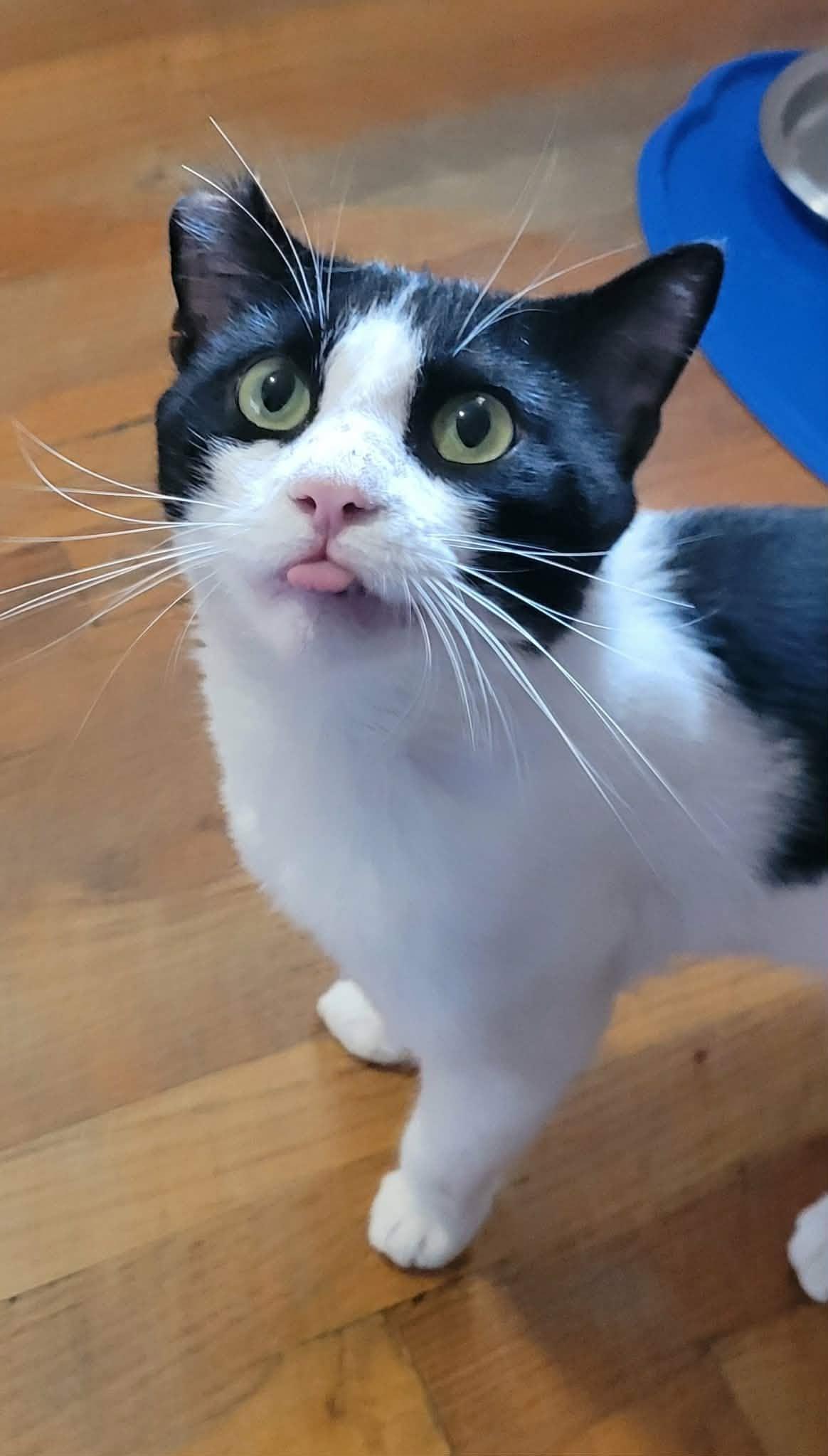 Kirby, a ADOPTABLE Domestic Short Hair in Roslindale, MA image 2/4