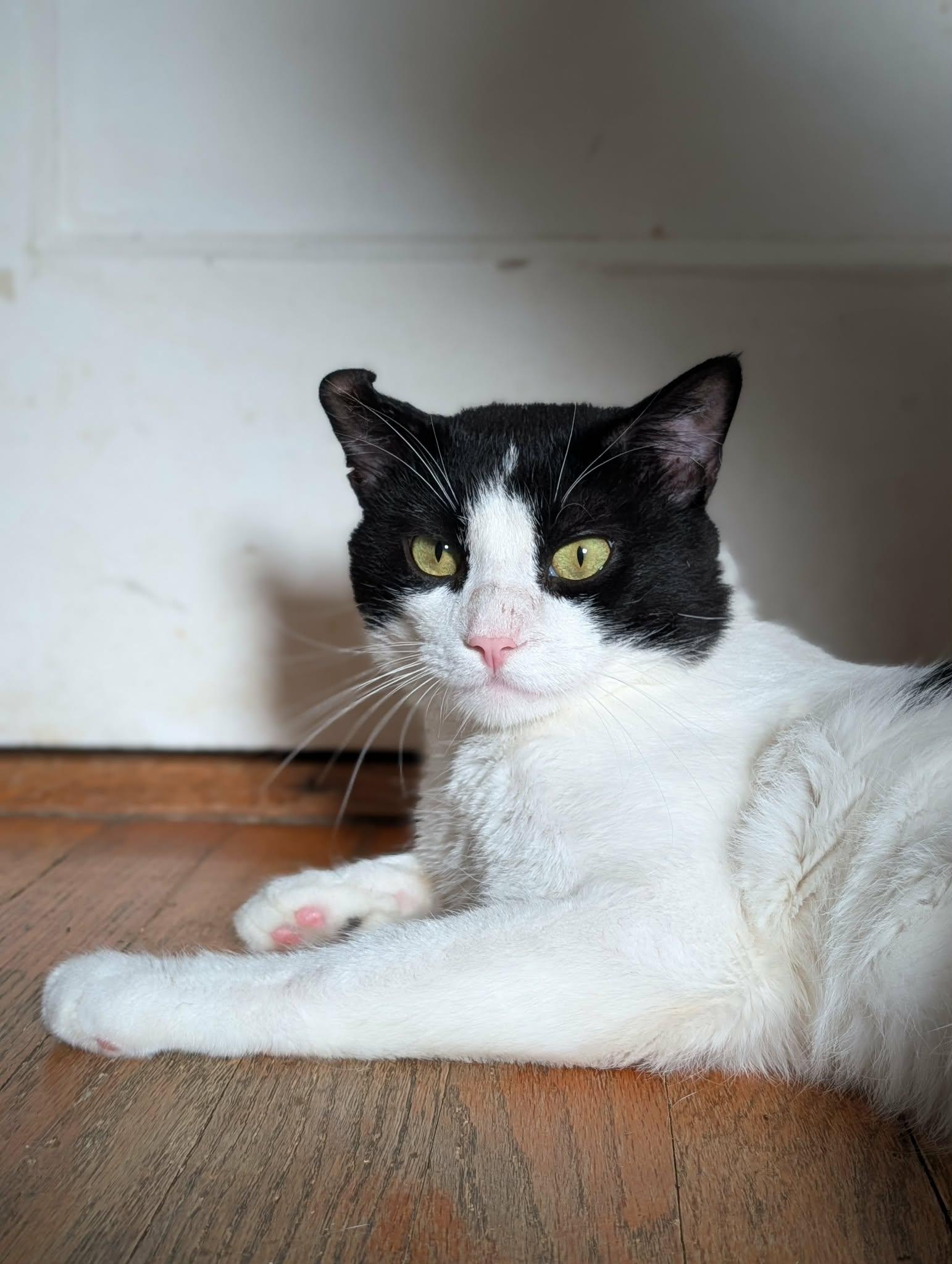 Kirby, a ADOPTABLE Domestic Short Hair in Roslindale, MA image 3/4