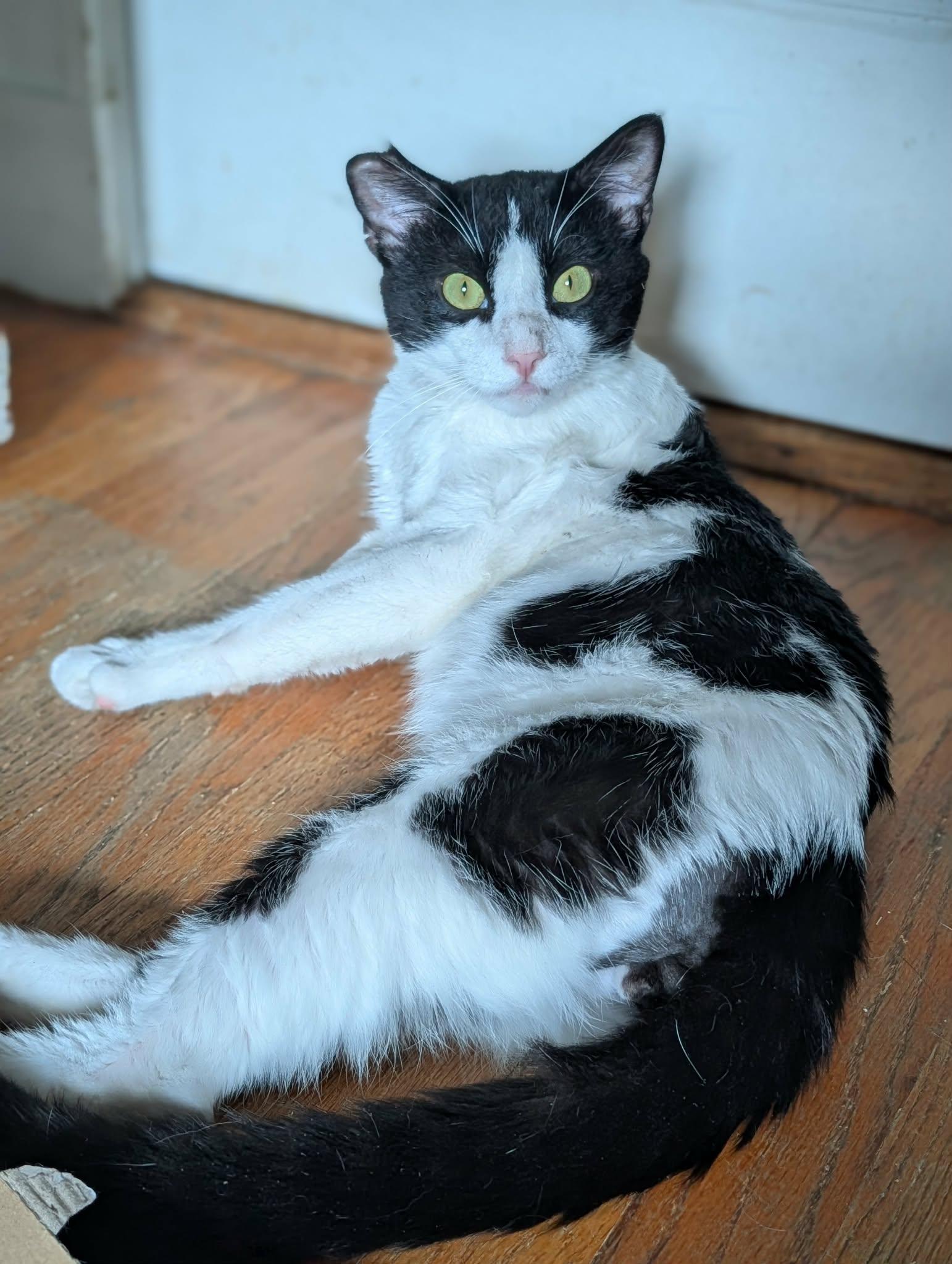 Kirby, a ADOPTABLE Domestic Short Hair in Roslindale, MA image 4/4