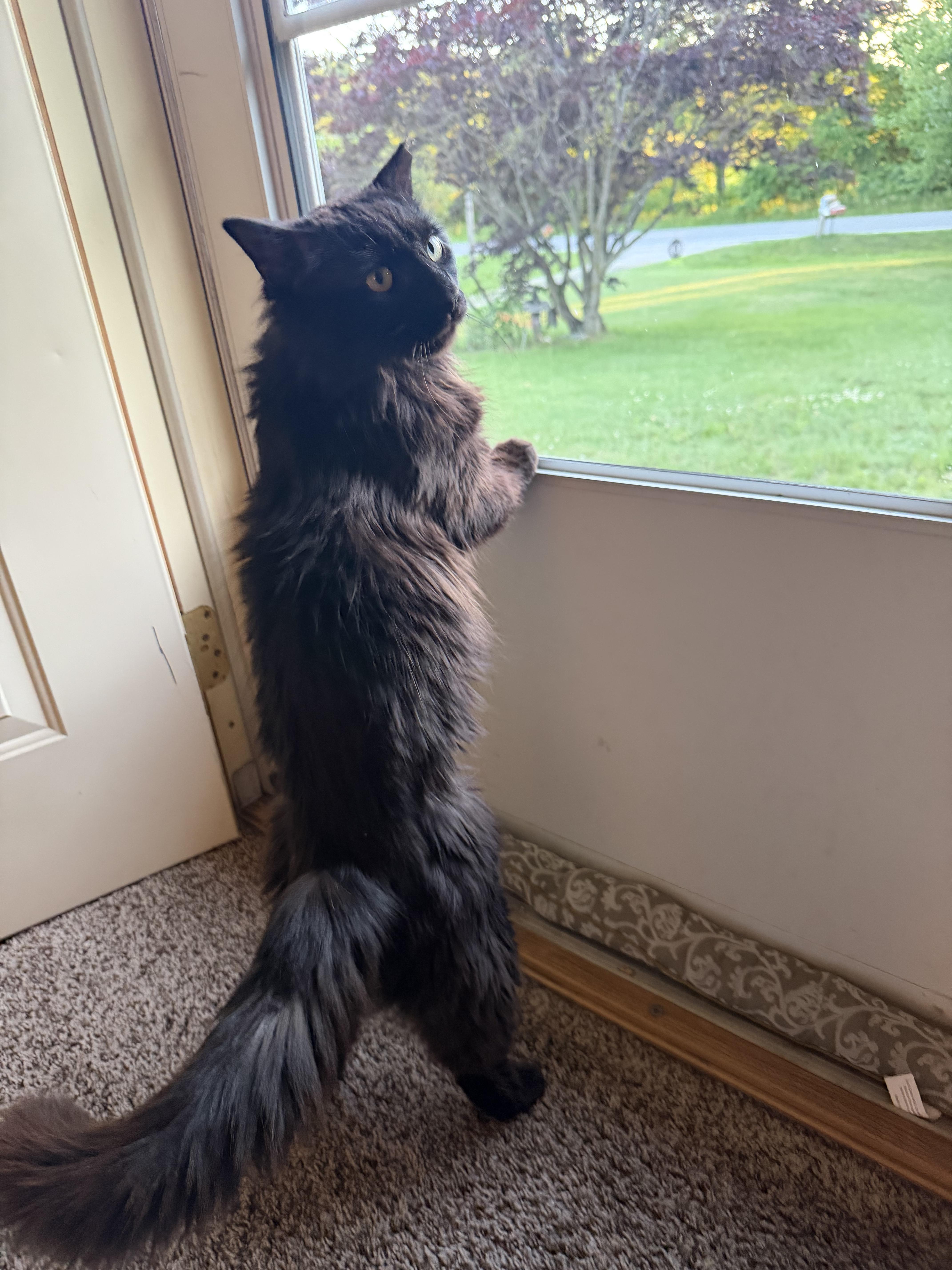 Merlin, a ADOPTABLE Domestic Medium Hair in East Lansing, MI image 4/5