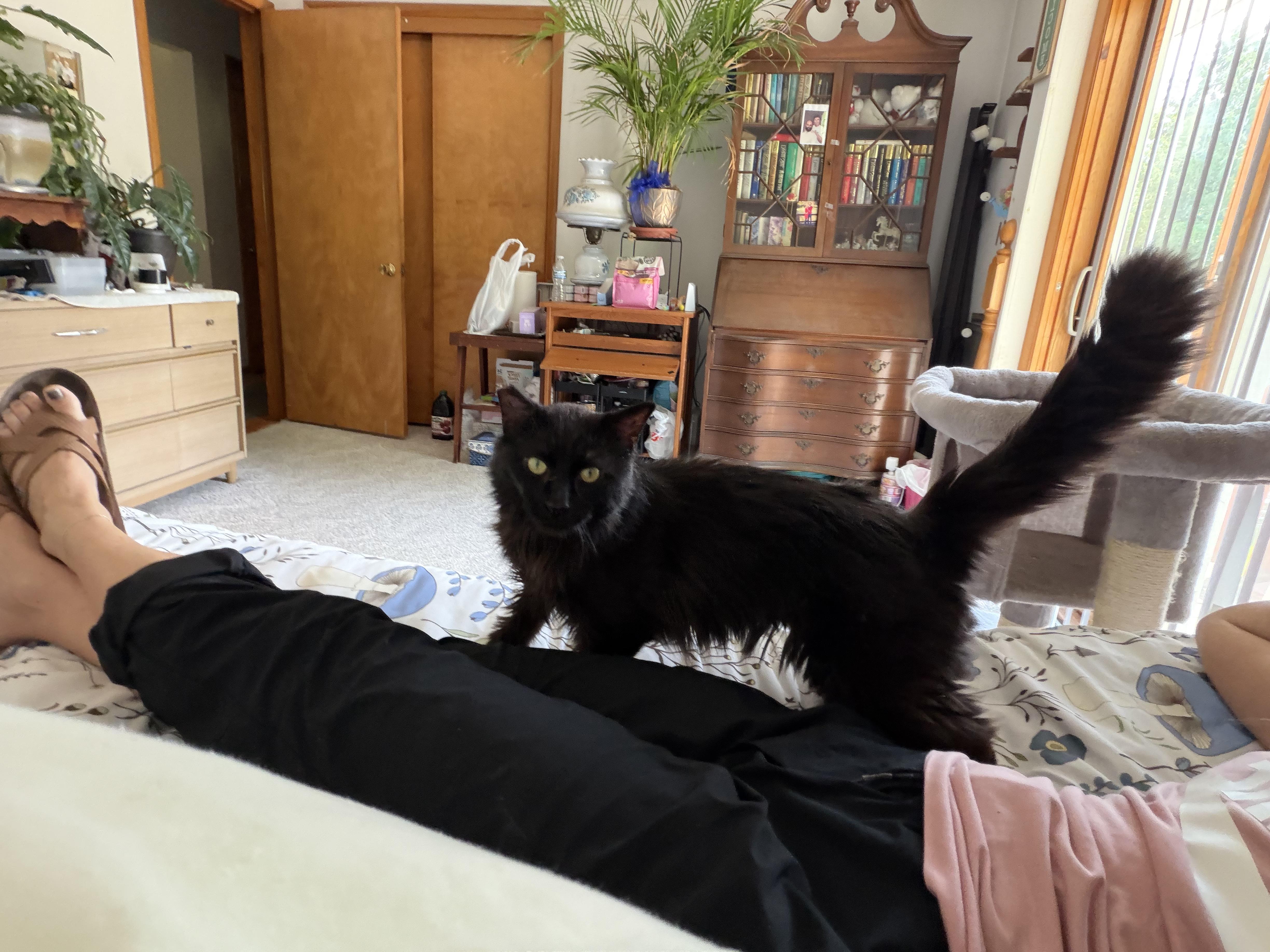Merlin, a ADOPTABLE Domestic Medium Hair in East Lansing, MI image 3/5