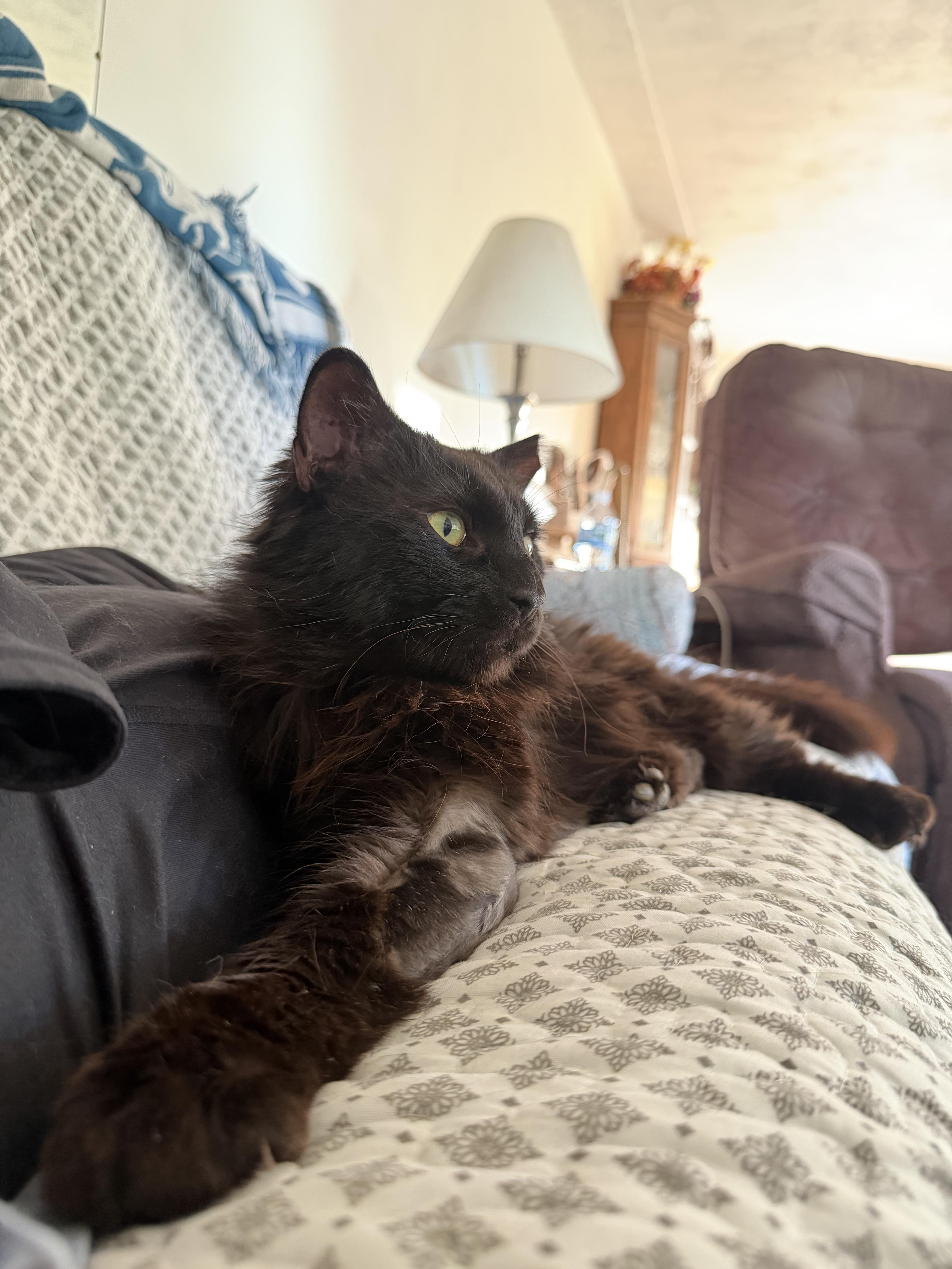 Merlin, a ADOPTABLE Domestic Medium Hair in East Lansing, MI image 1/5