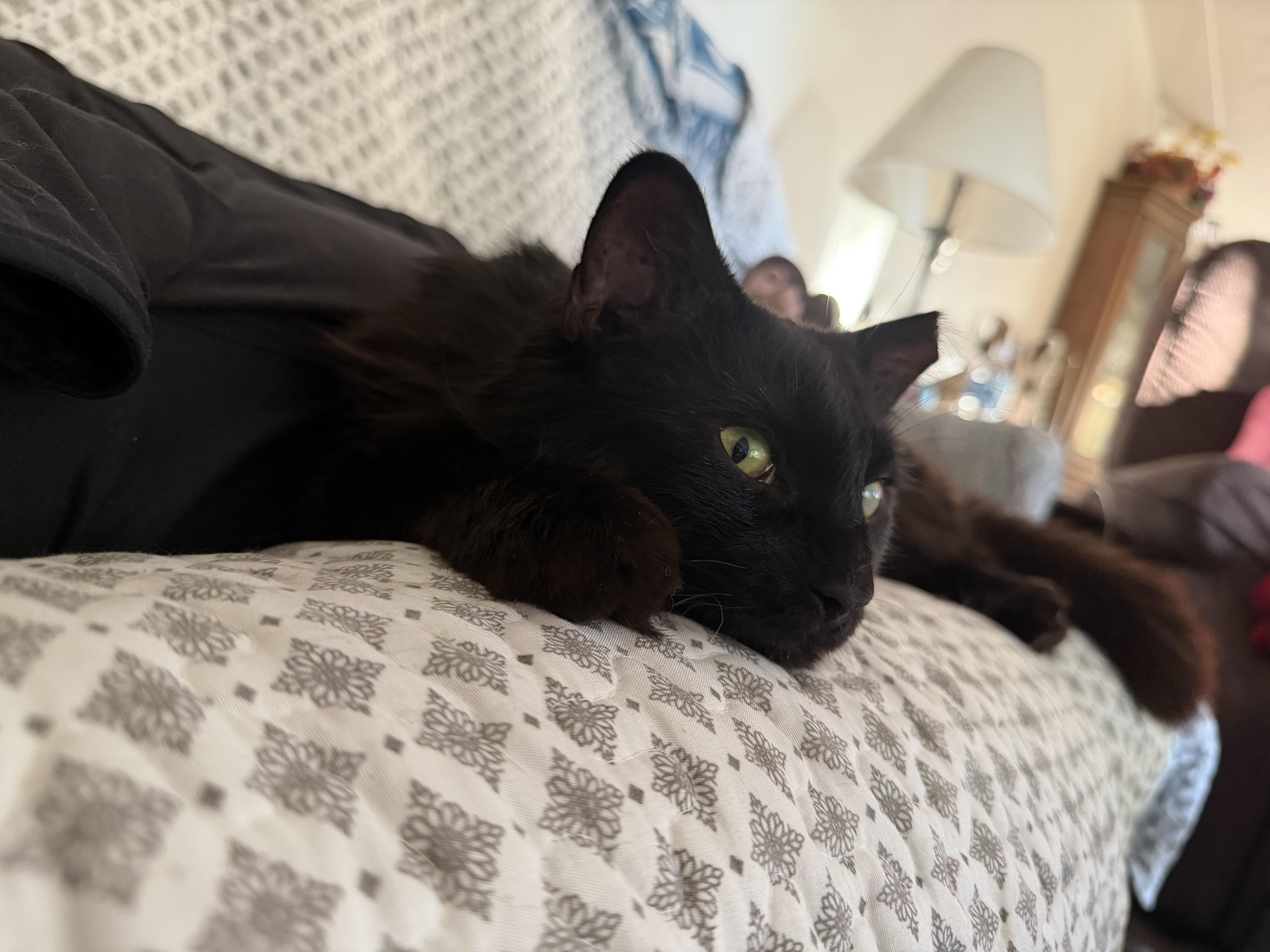 Merlin, a ADOPTABLE Domestic Medium Hair in East Lansing, MI image 2/5