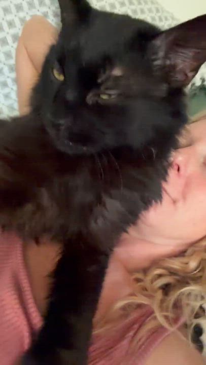 Enlarge Merlin, a ADOPTABLE Domestic Medium Hair in East Lansing, MI video 5/5