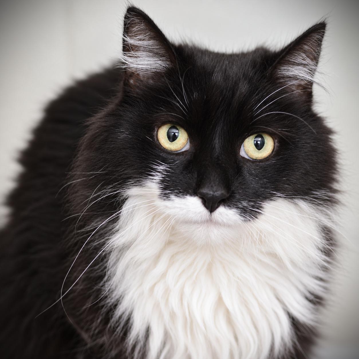 Enlarge Gypsy, a Adoptable Domestic Long Hair in Amsterdam, NY image 1/2