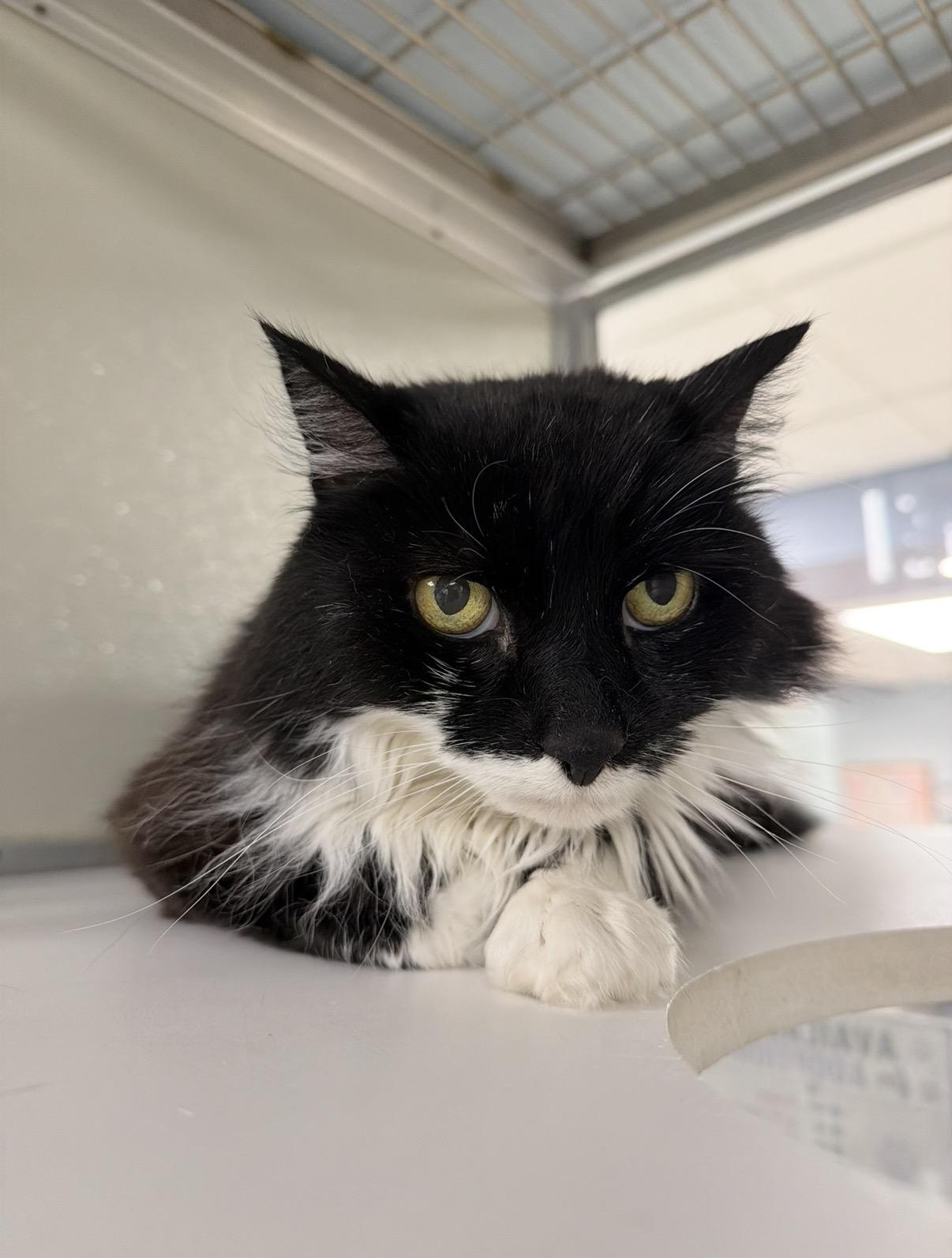 Enlarge Gypsy, a Adoptable Domestic Long Hair in Amsterdam, NY image 2/2