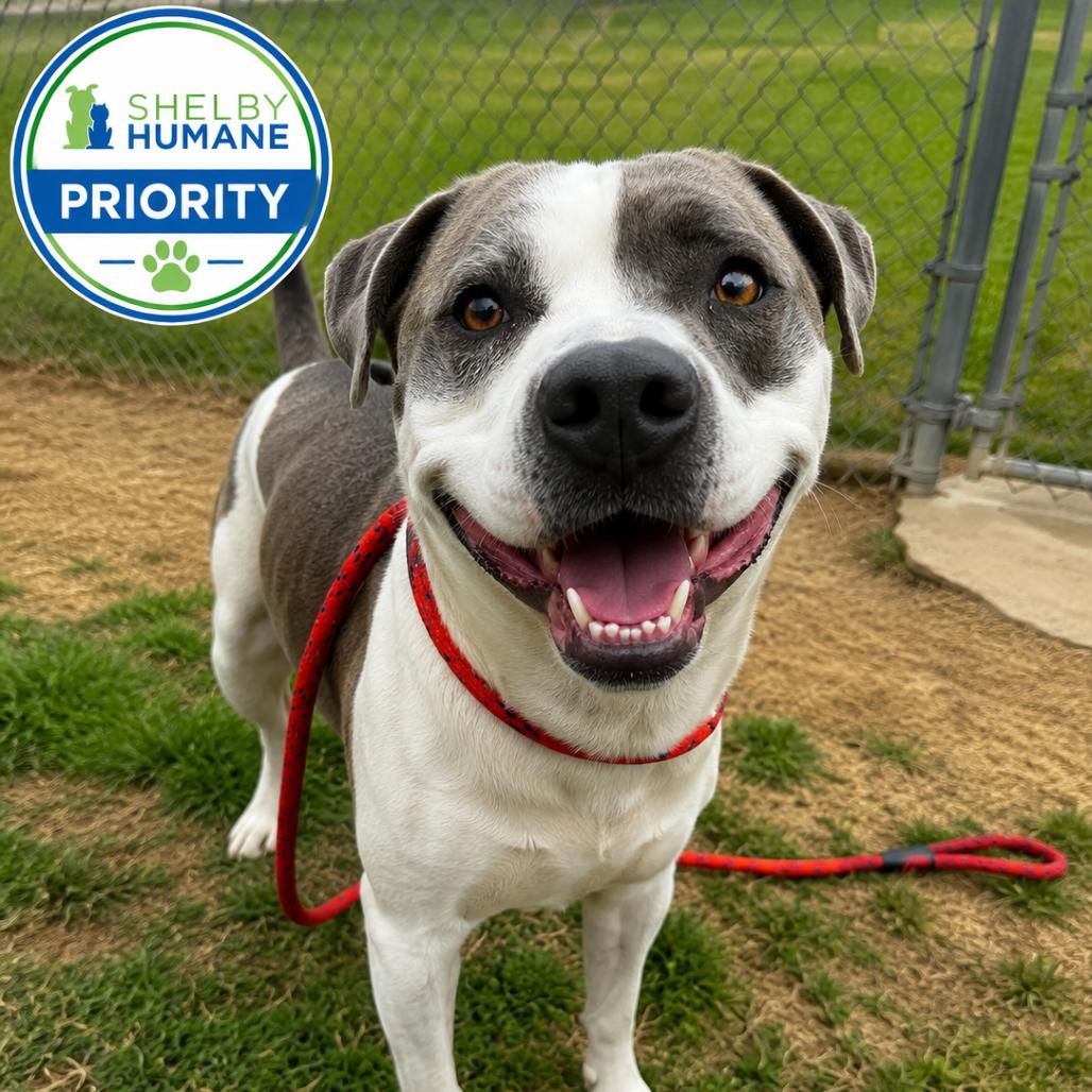 Possum Adonis, Adoptable, Adult Male Mixed Breed.