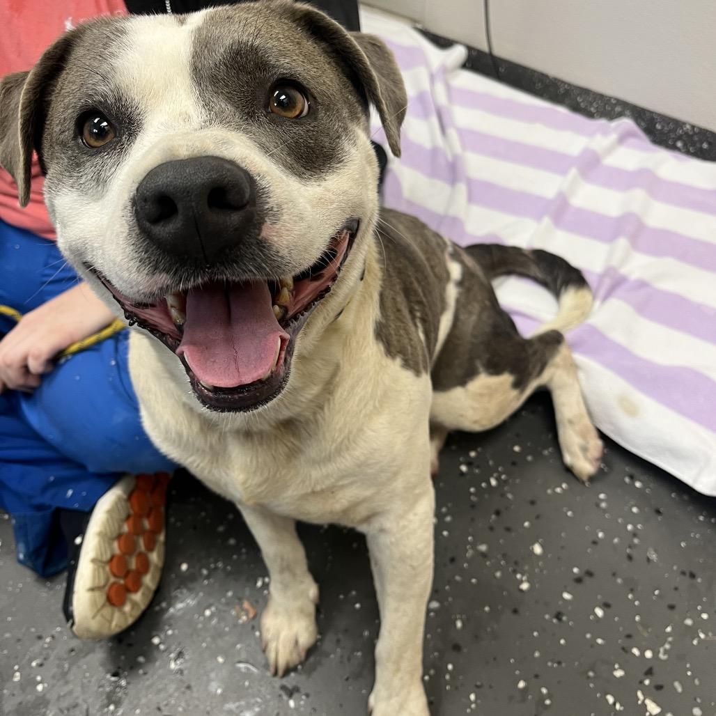 Possum Adonis, a Adoptable Mixed Breed in Columbiana, AL image 1/4