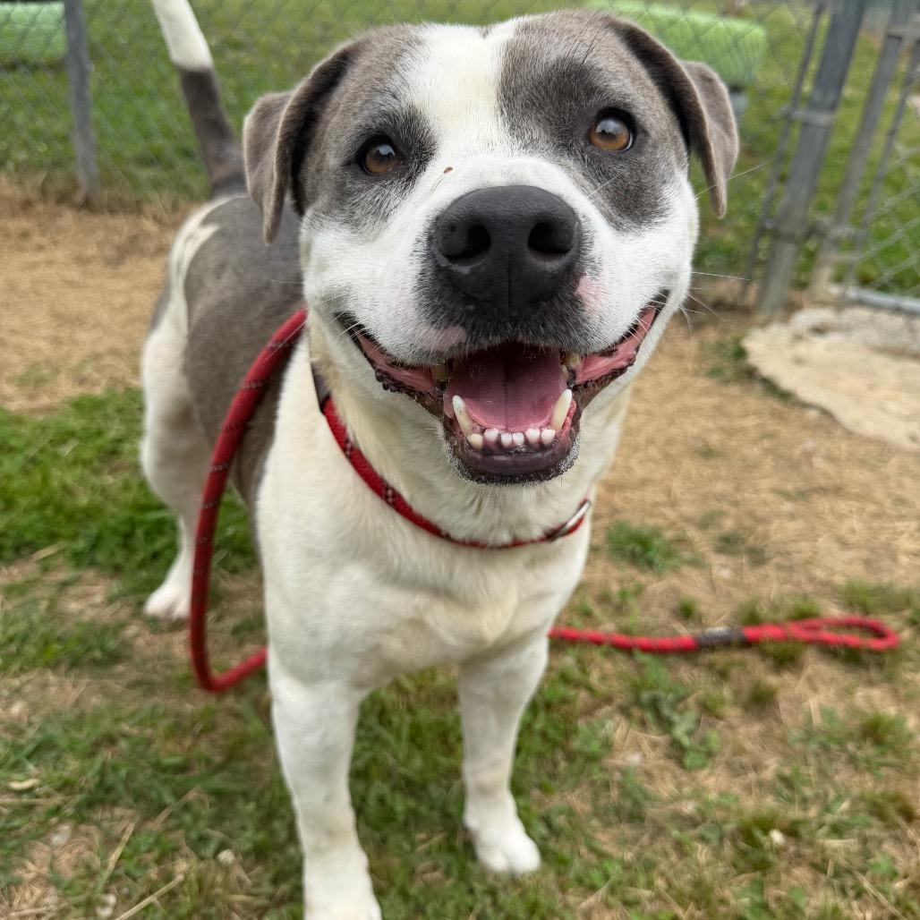 Possum Adonis, a Adoptable Mixed Breed in Columbiana, AL image 2/4